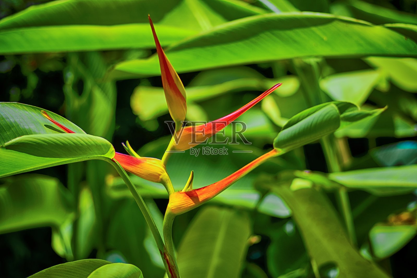 鹦鹉的嘴照片摄影图片