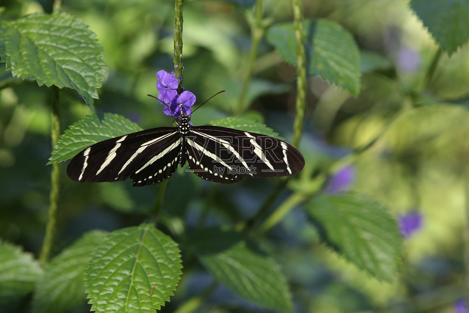 花园中的蝴蝶，在那不勒斯，佛罗里达，美国照片摄影图片