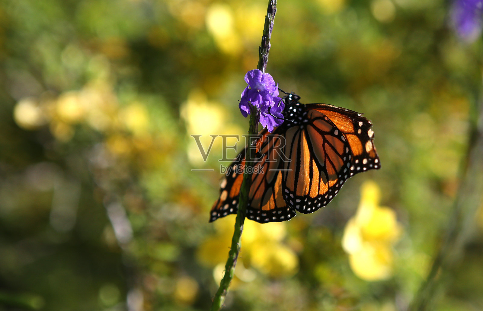 花园中的蝴蝶，在那不勒斯，佛罗里达，美国照片摄影图片