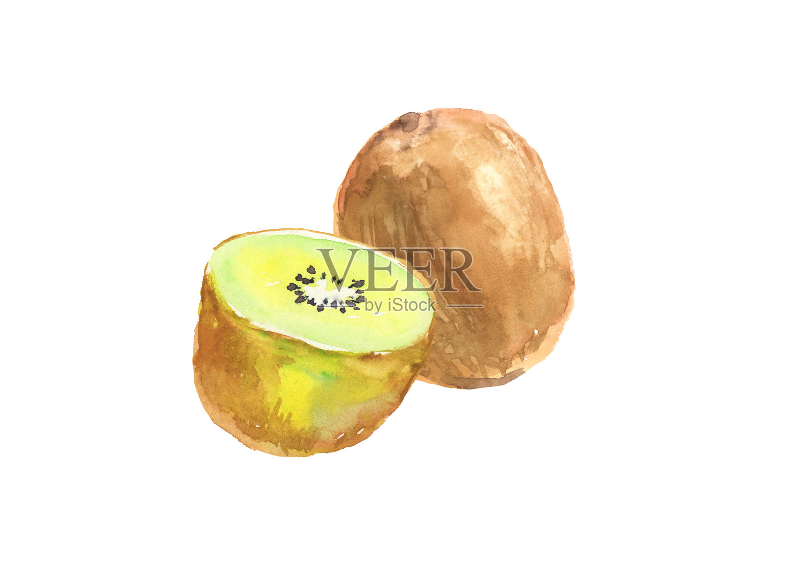 用水彩绘制的猕猴桃插图插画图片素材
