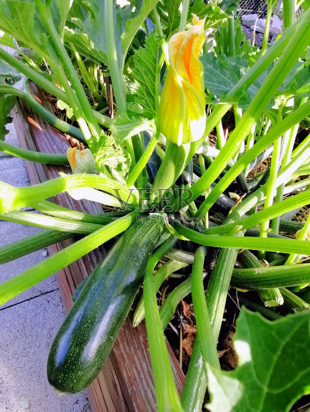 开花结果的骨髓照片摄影图片