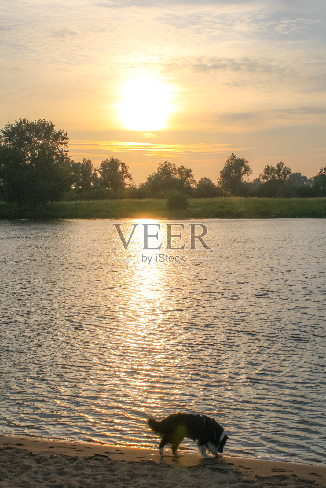 默兹河日落犬照片摄影图片