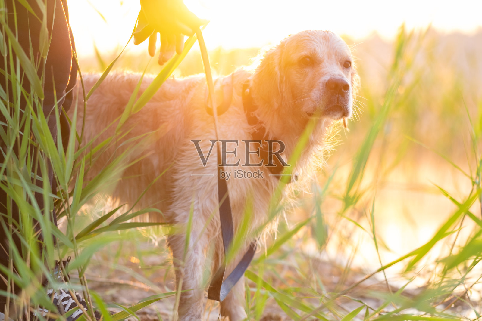 黎明的阳光下，一个年轻人在河岸上抚摸着他的狗。一个夏天的早晨，一个家伙和一只金毛猎犬在遥望远方。带宠物旅行的概念。照片摄影图片