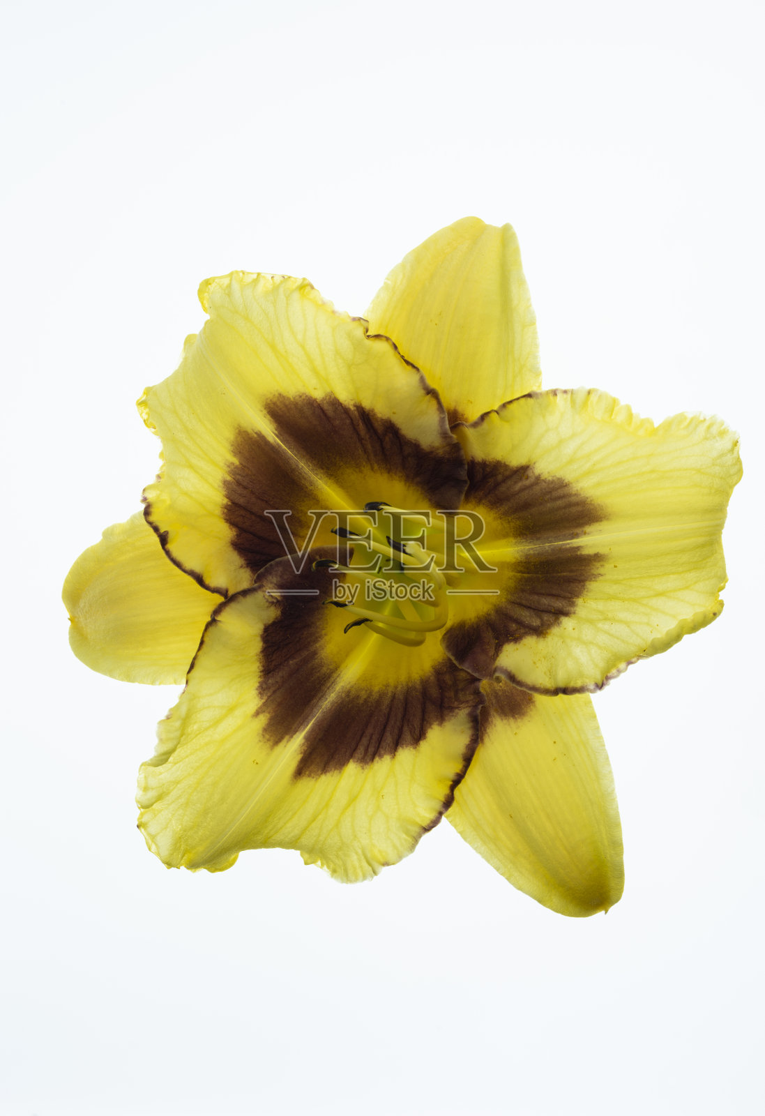 萱草属孤立的黄色花照片摄影图片