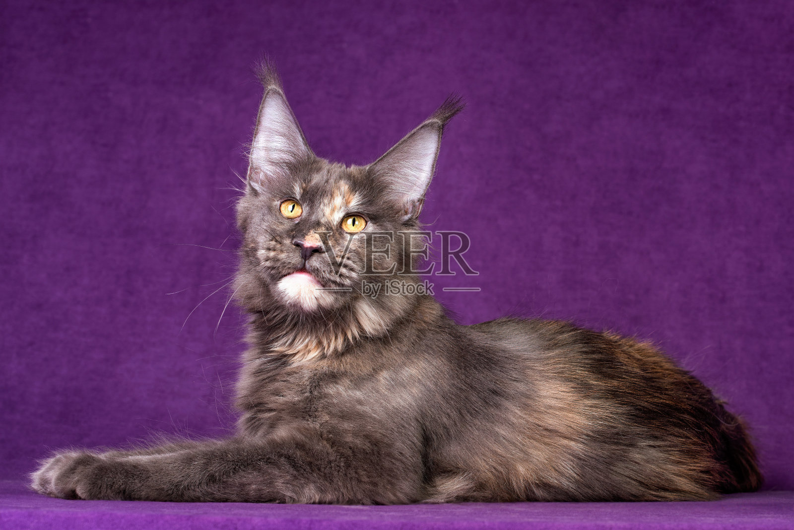 一只大的缅因猫。照片摄影图片