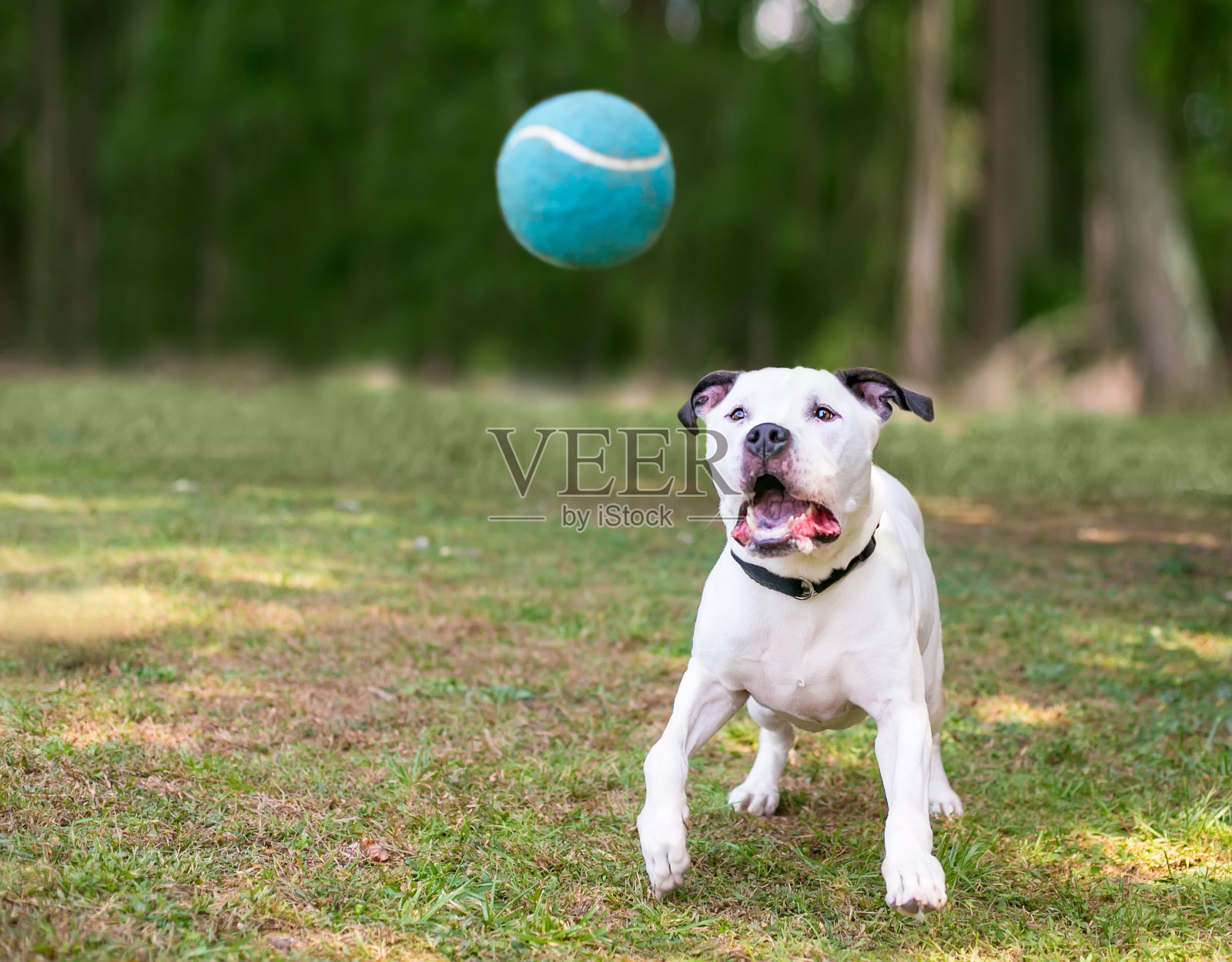 在玩球的美国斗牛犬照片摄影图片