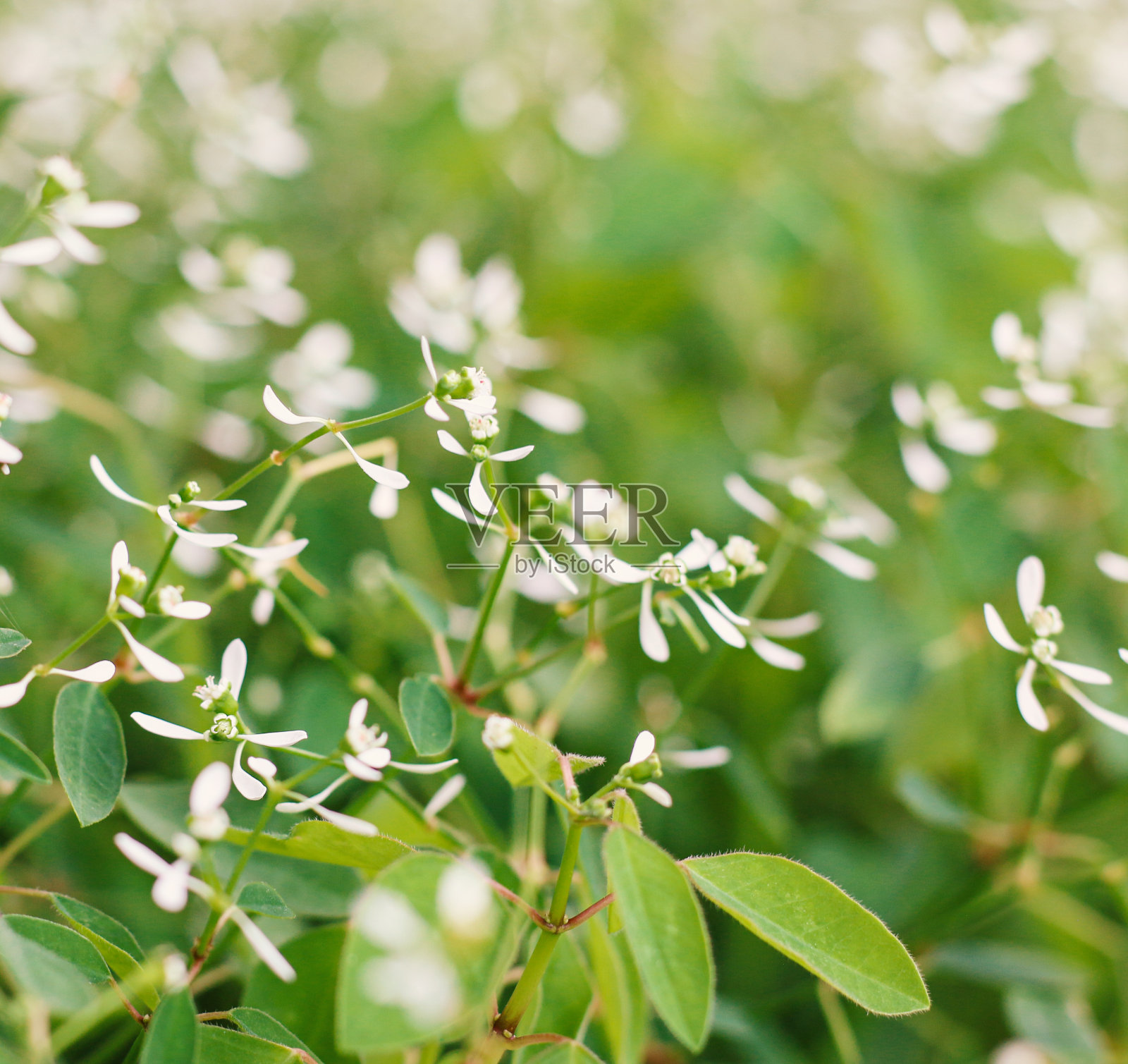 自然黛西场照片摄影图片