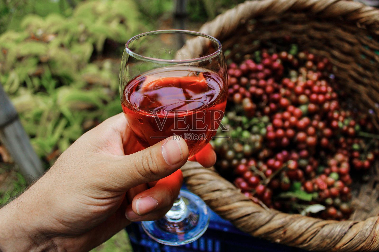 一个年轻的成年男子的手，手里拿着一杯手工农场葡萄酒，旁边是一个柳条收获篮，在哥斯达黎加的农村照片摄影图片