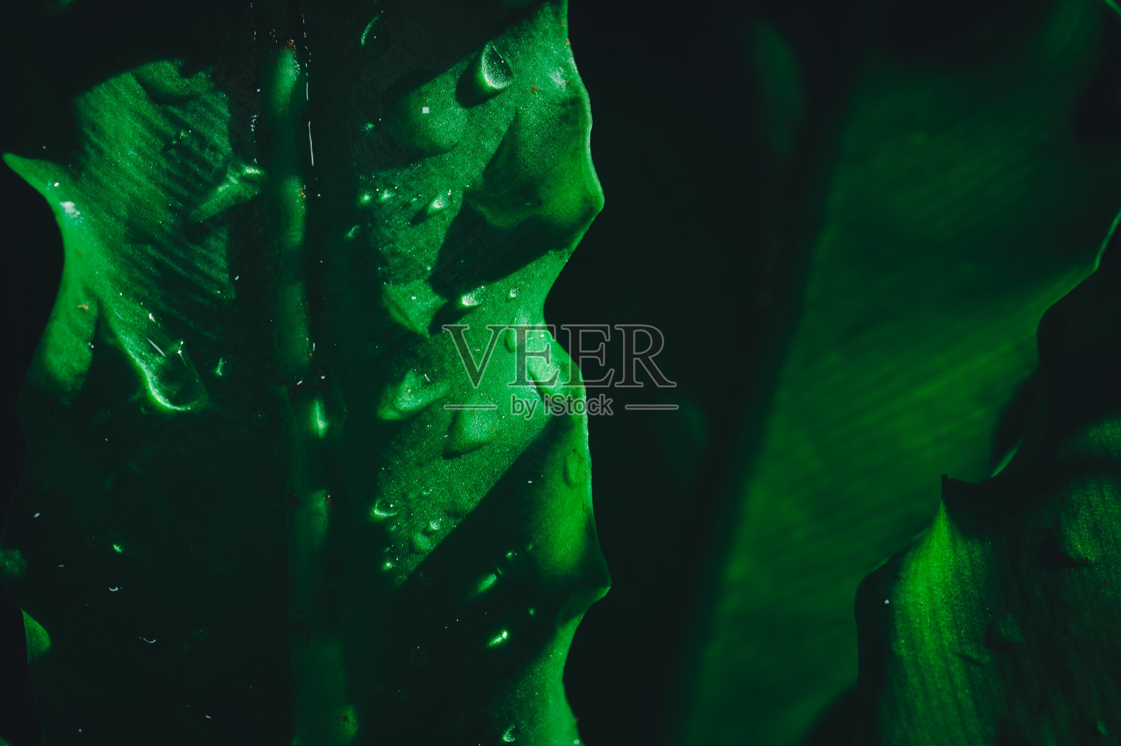 32、环保爱理念爱自然绿叶为背景照片摄影图片