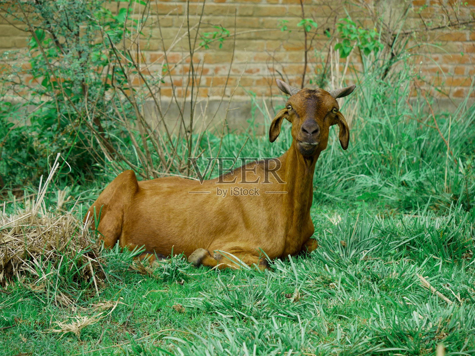 动物自然背景图像照片摄影图片