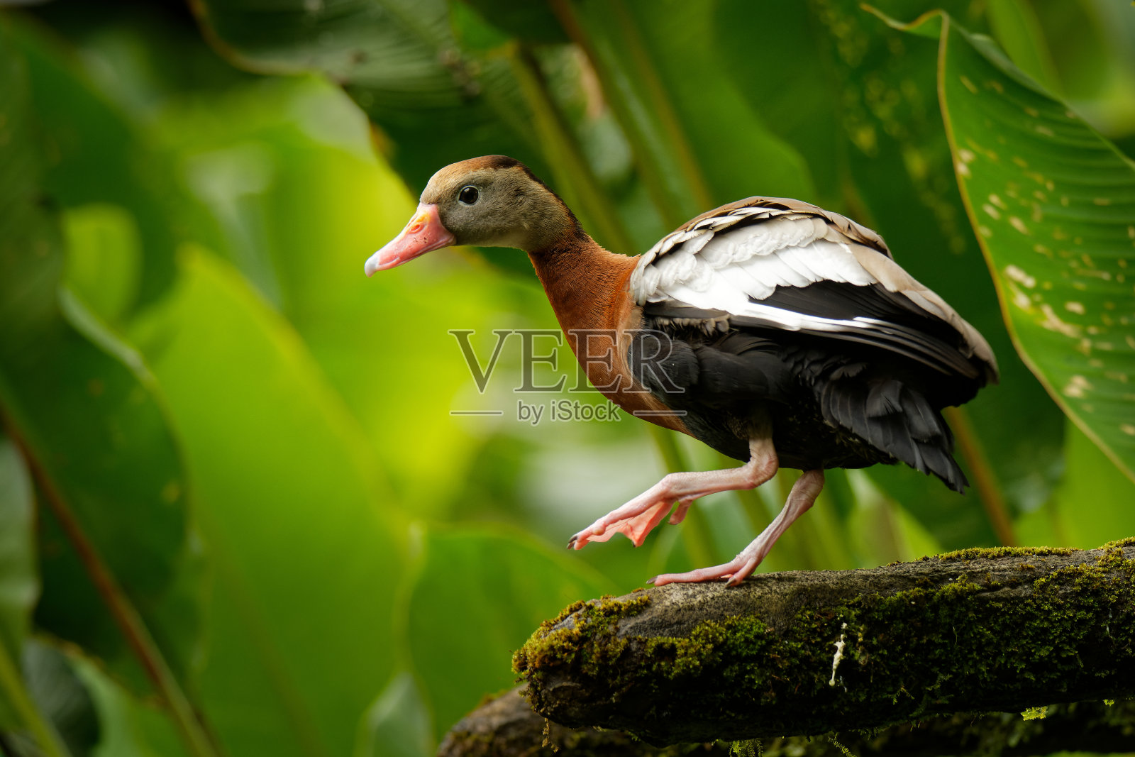 Dendrocygna autumnalis，原名黑腹树鸭，来自美国最南部，墨西哥和热带中部到南美洲的哨子鸭品种。照片摄影图片