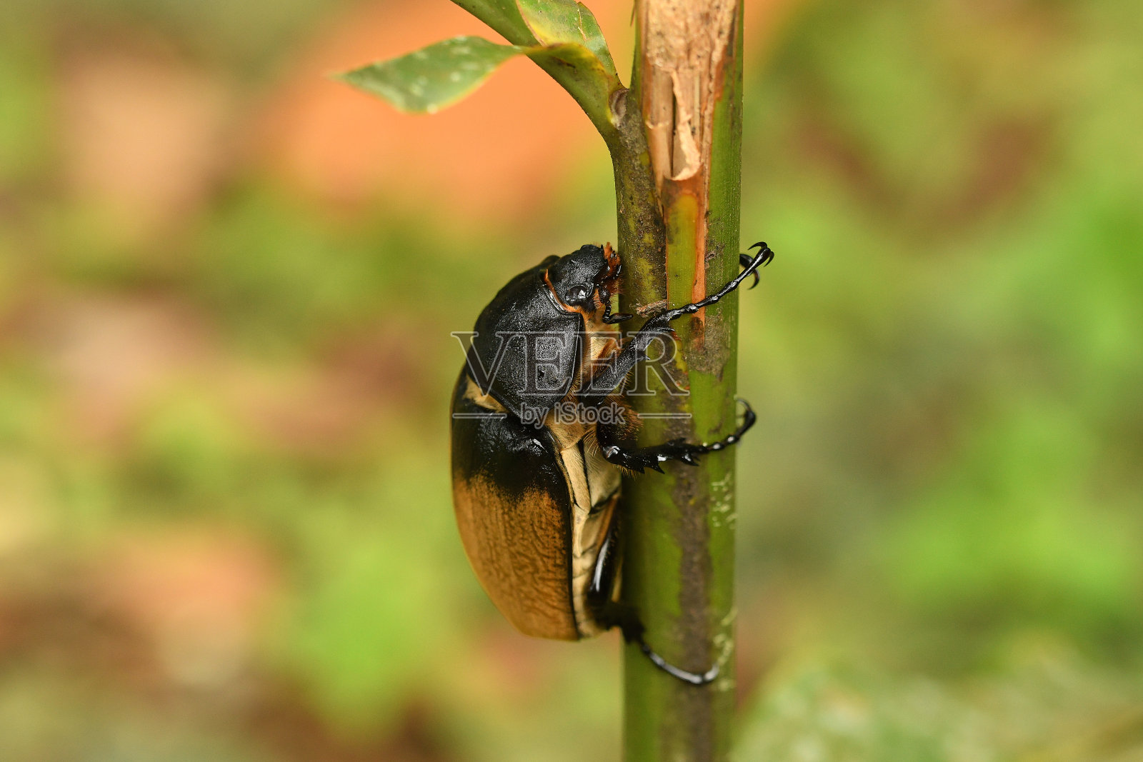 象甲虫-巨型象科金龟子科和新热带犀牛甲虫亚科，在墨西哥南部，中美洲和南美雨林。照片摄影图片