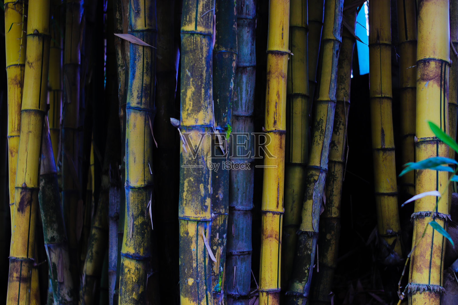 印度尼西亚的一种黄竹子，有绿色的叶子和黄色的茎。黄竹材照片照片摄影图片