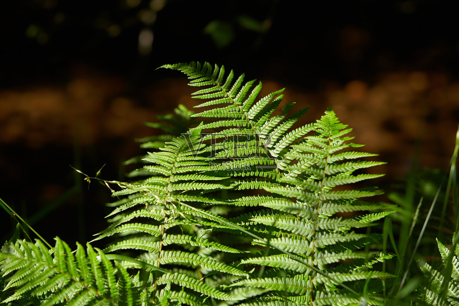 在夏季明亮的阳光下，高山森林里的蕨类叶子有着美丽的图案照片摄影图片