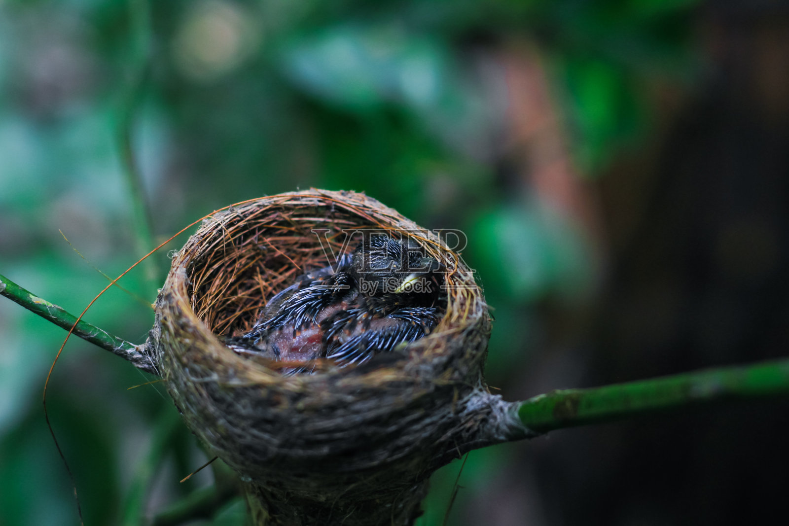 幼鸟在巢中靠近。一只小鸟在巢中等待着妈妈。鸟宝宝仔细看。住在草做的鸟巢里。照片摄影图片