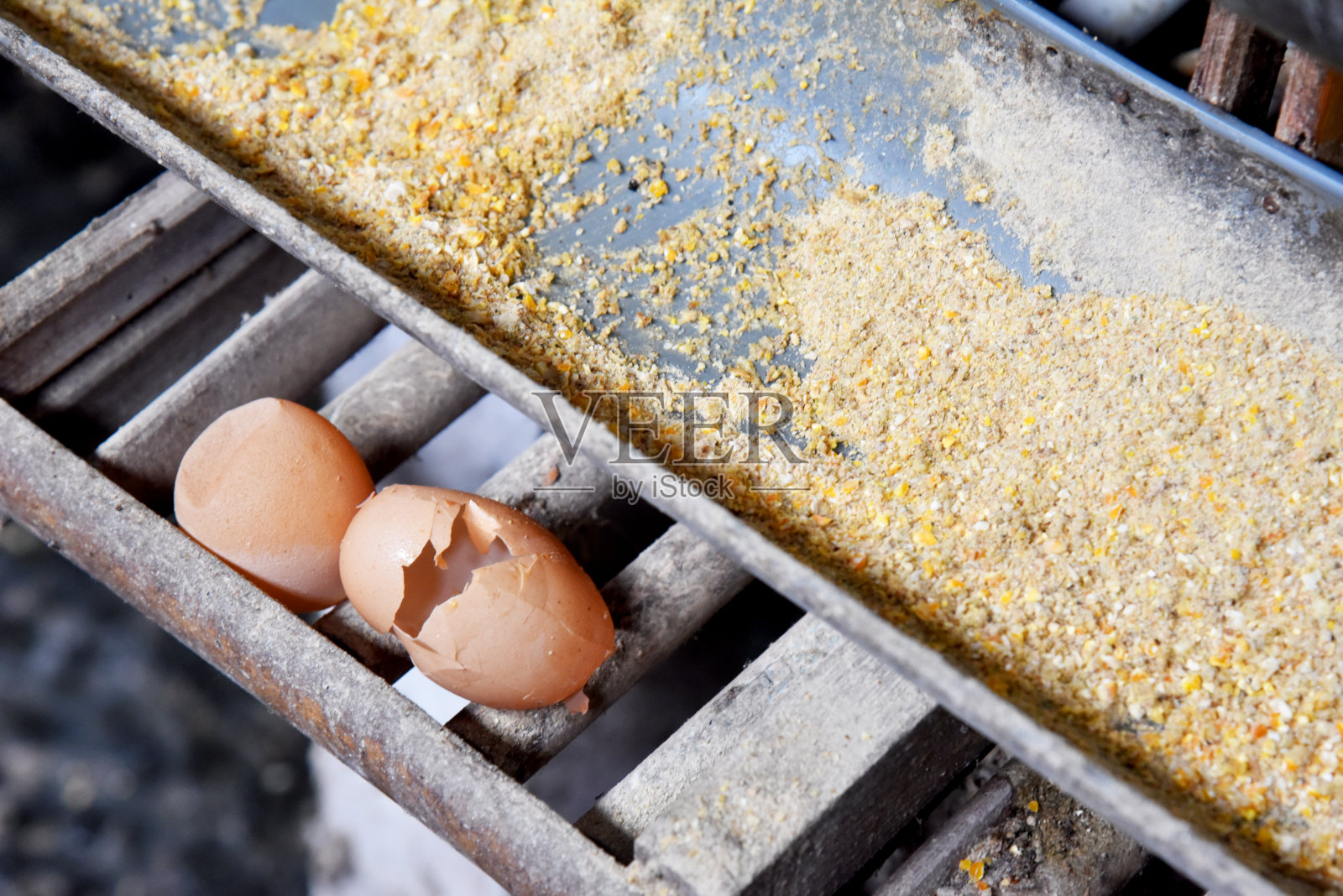 养鸡场有许多健康的鸡和新鲜的鸡蛋照片摄影图片