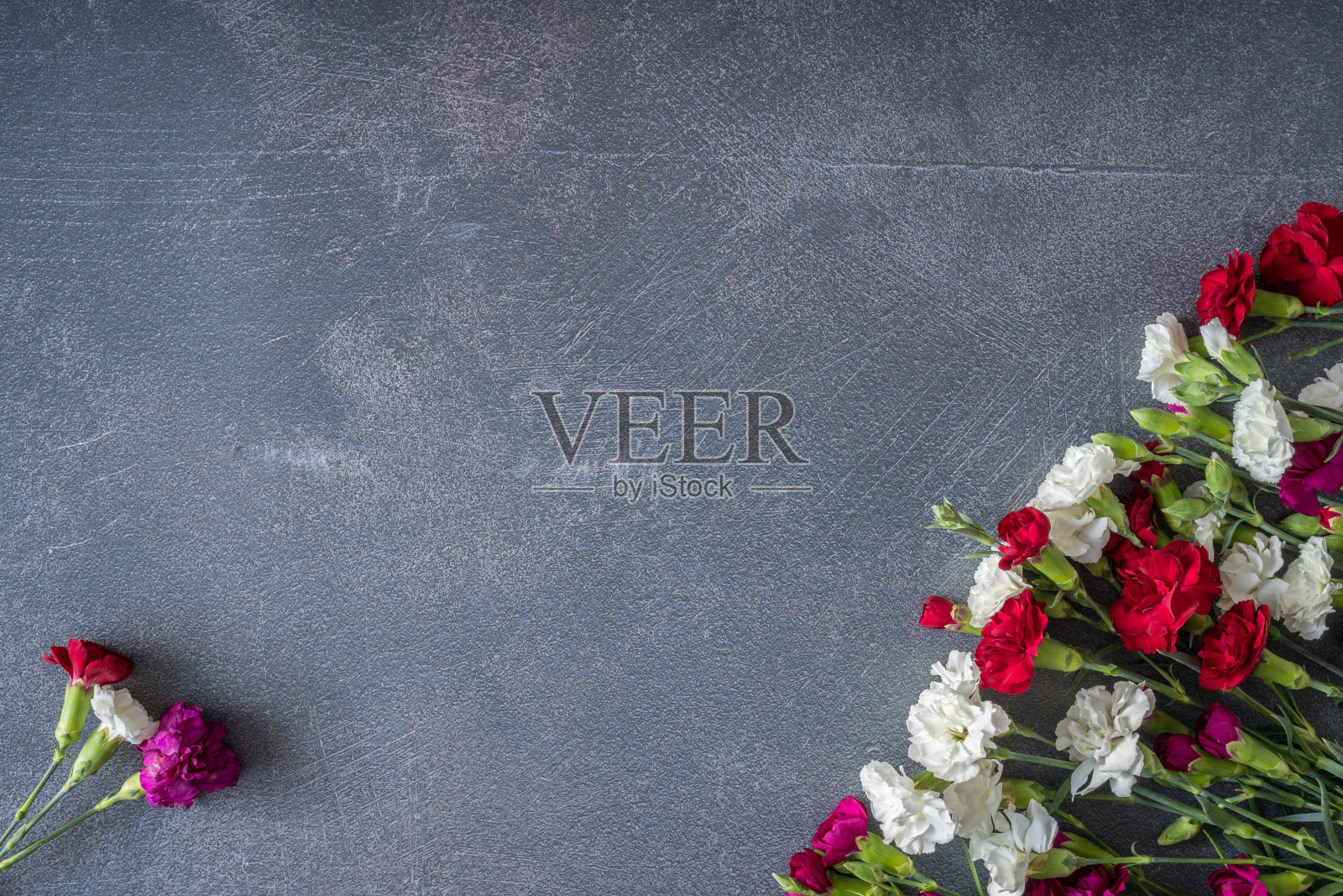 深色桌子上的彩色康乃馨照片摄影图片