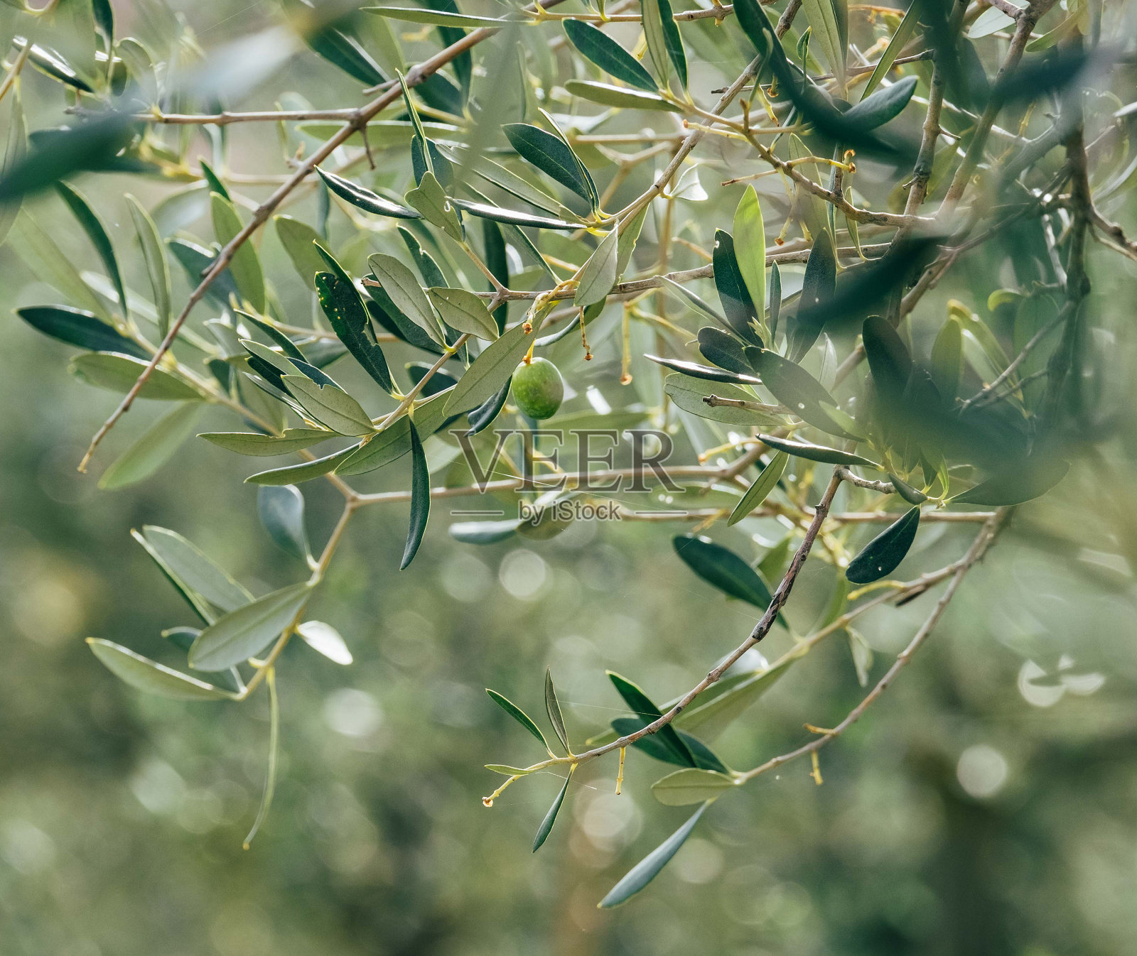 橄榄枝上孤零零的一颗绿橄榄树，背景模糊不清，绿叶上有明亮的晨露。生态食品和地中海农业概念形象照片摄影图片