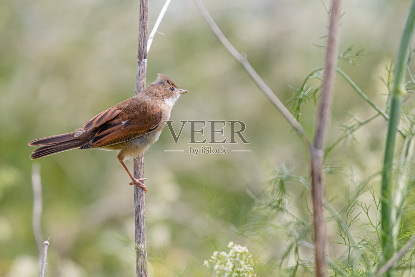 布列塔尼拍摄的欧亚苇莺照片摄影图片