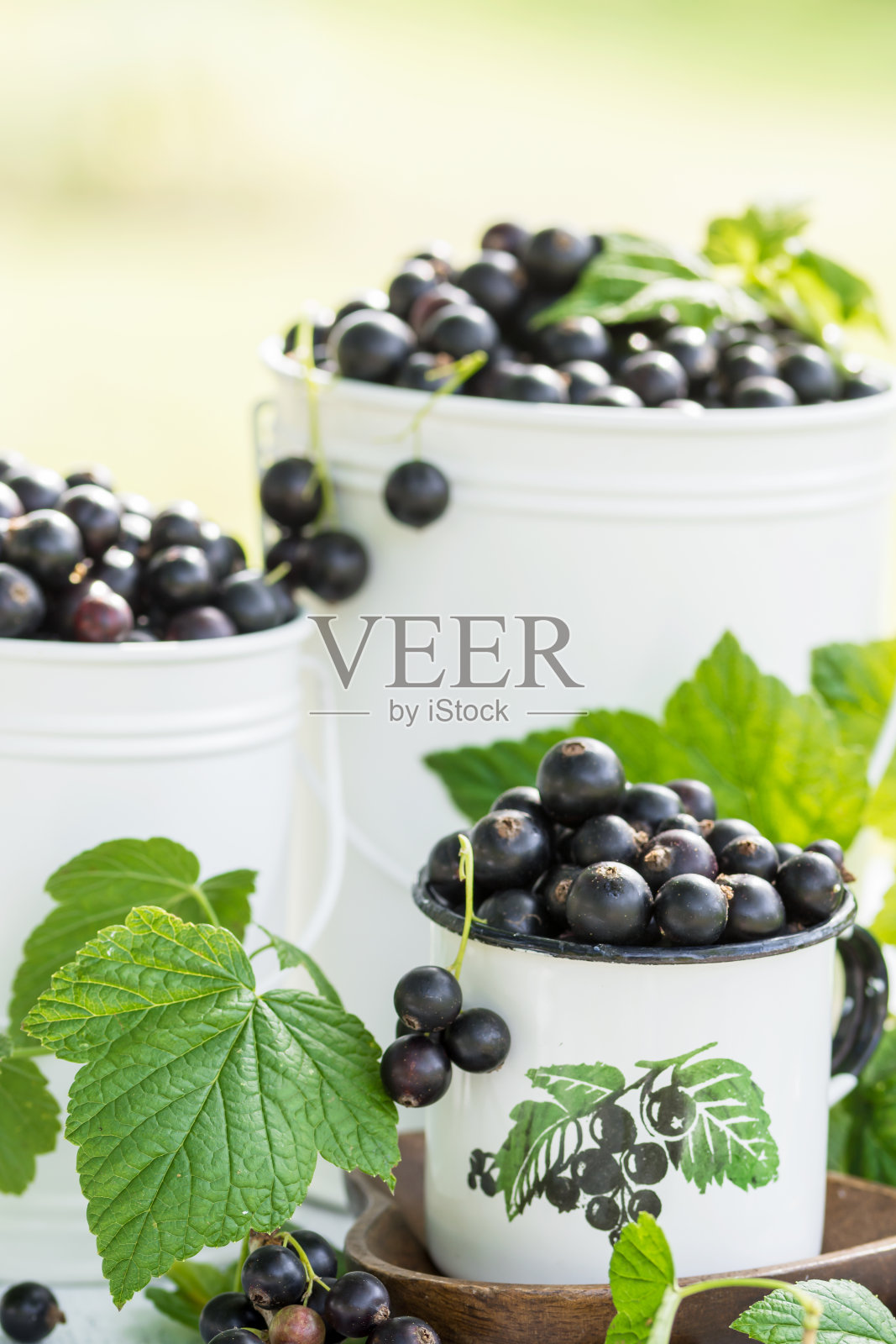 新鲜采摘的大多汁黑加仑子放在一个白色的金属小桶、容器和杯子里照片摄影图片