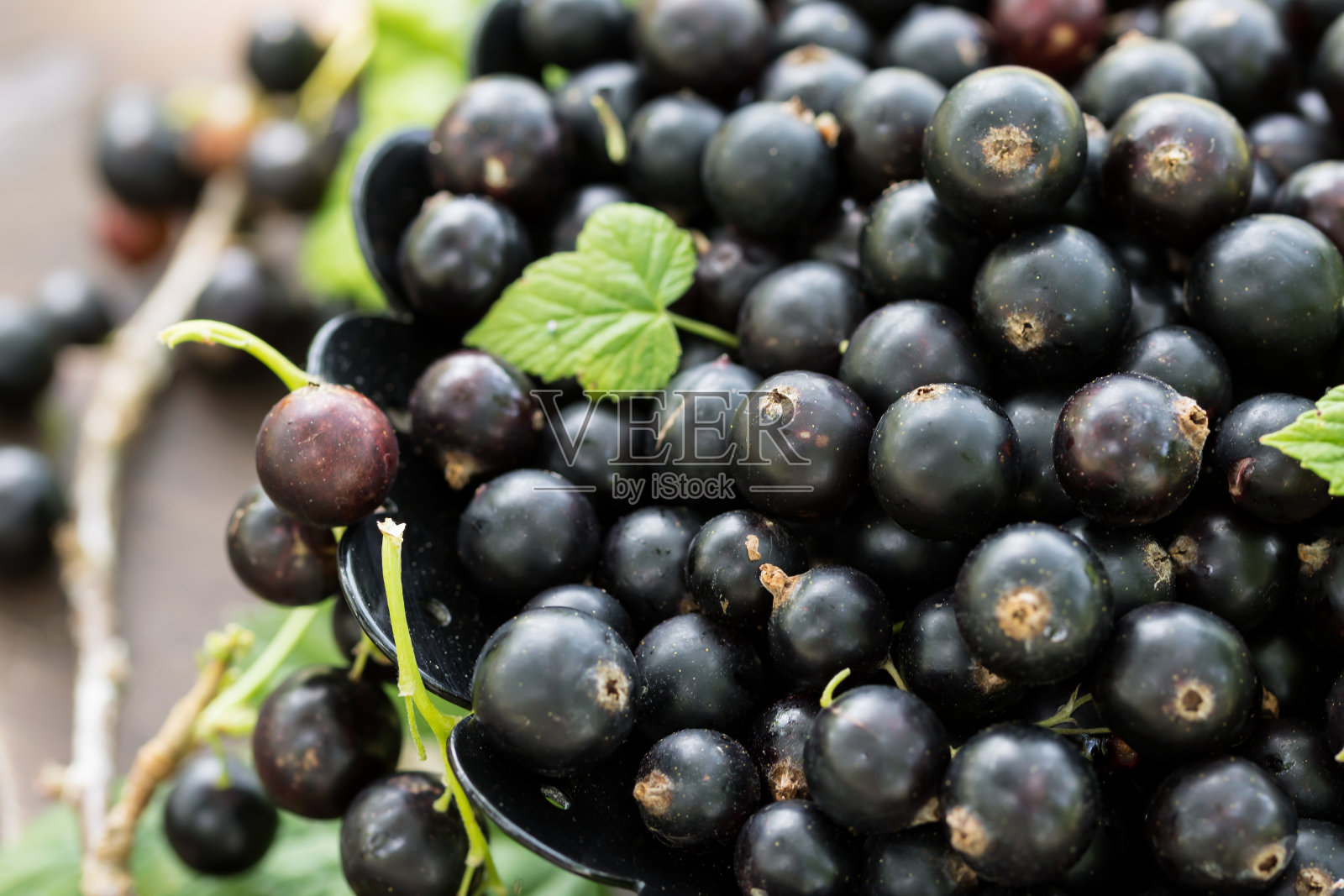 新鲜采摘的大多汁的黑加仑子和绿色的叶子在棕色盘子上特写照片摄影图片