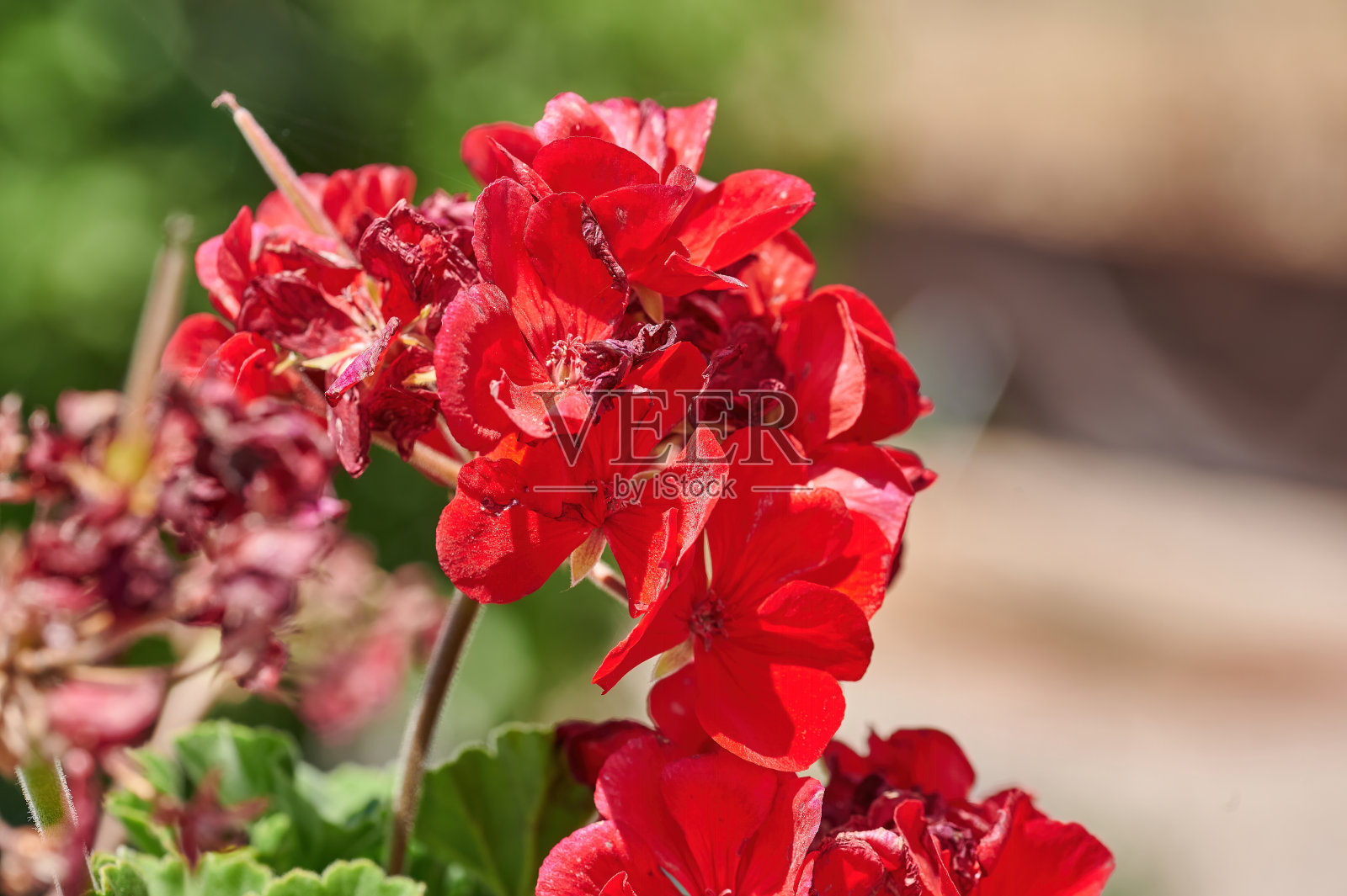 夏天的红色天竺葵(天竺葵)特写照片摄影图片