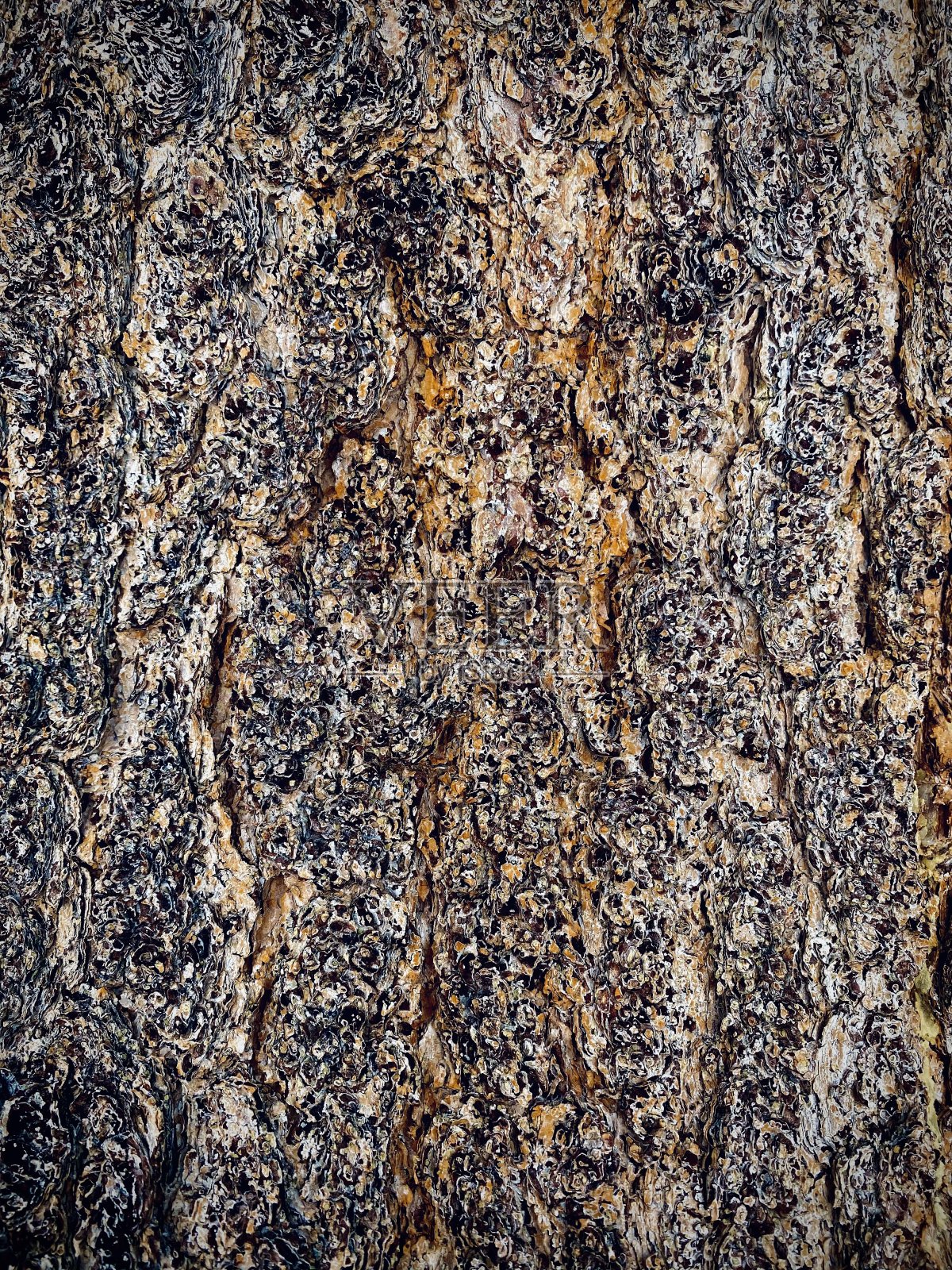 树皮照片摄影图片