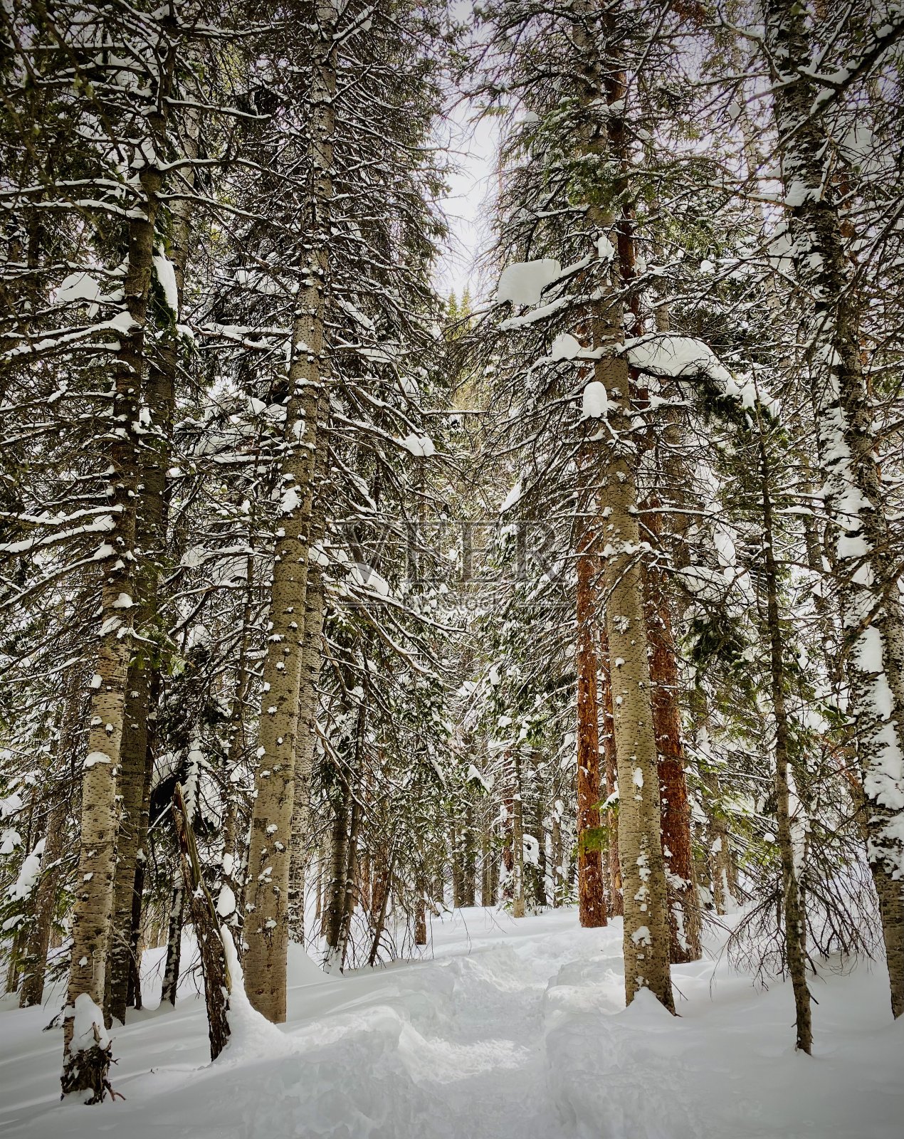 雪树照片摄影图片