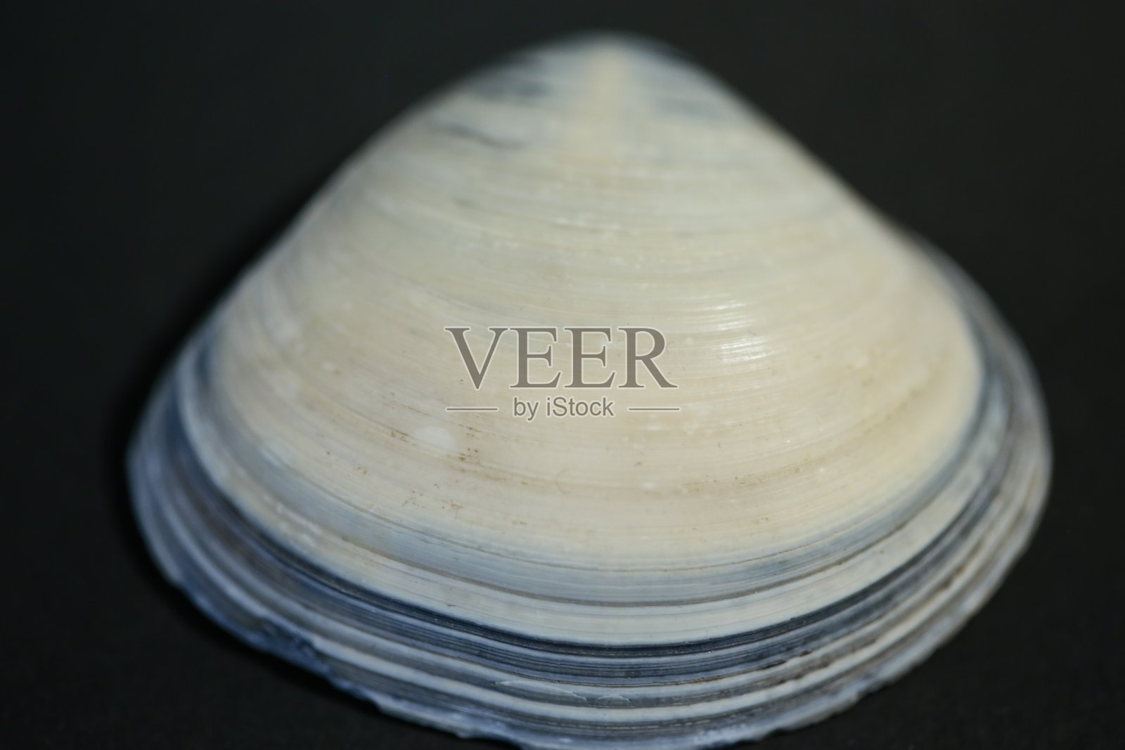 海贝壳照片摄影图片