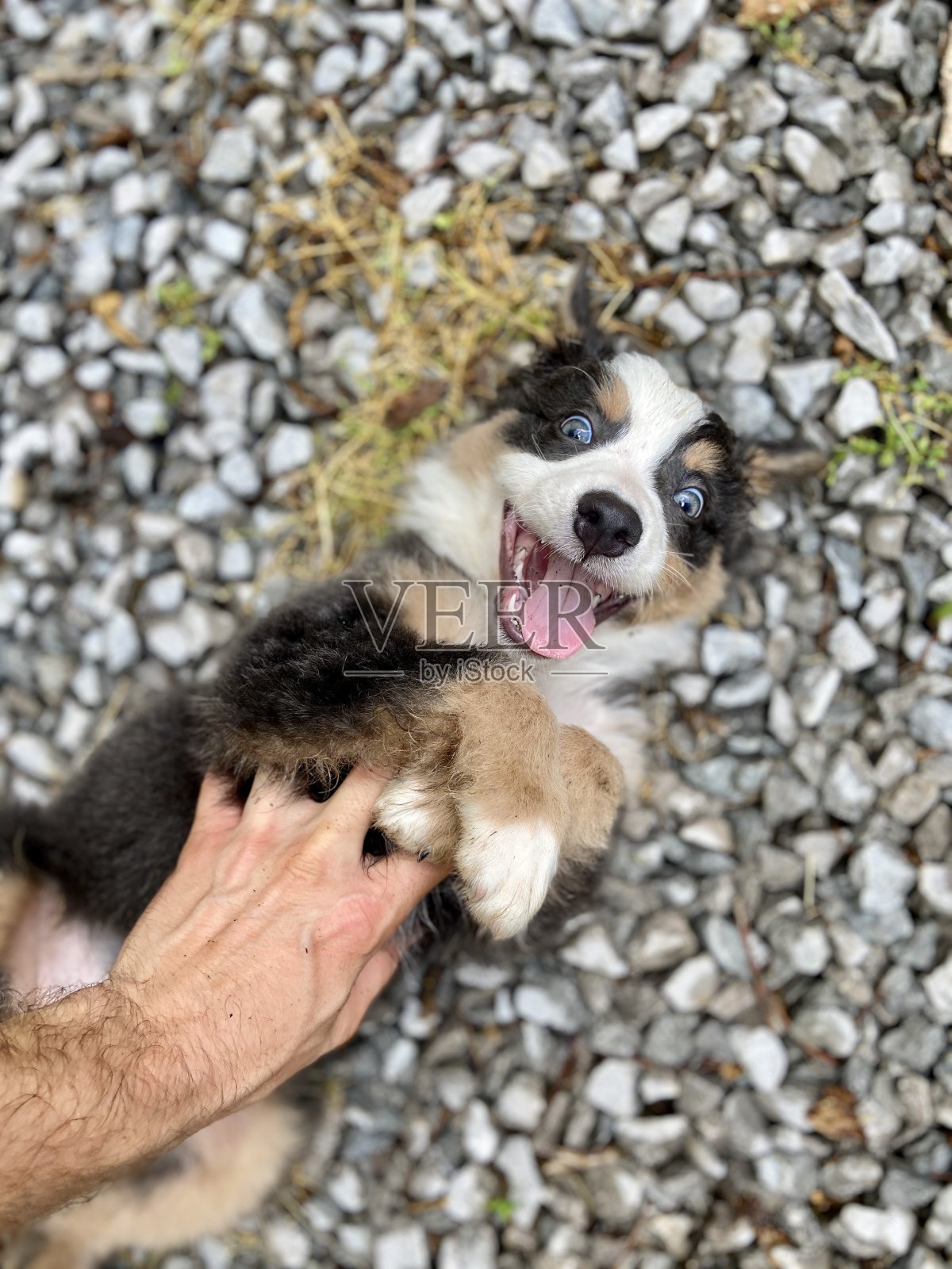 快乐澳洲牧羊犬小狗照片摄影图片