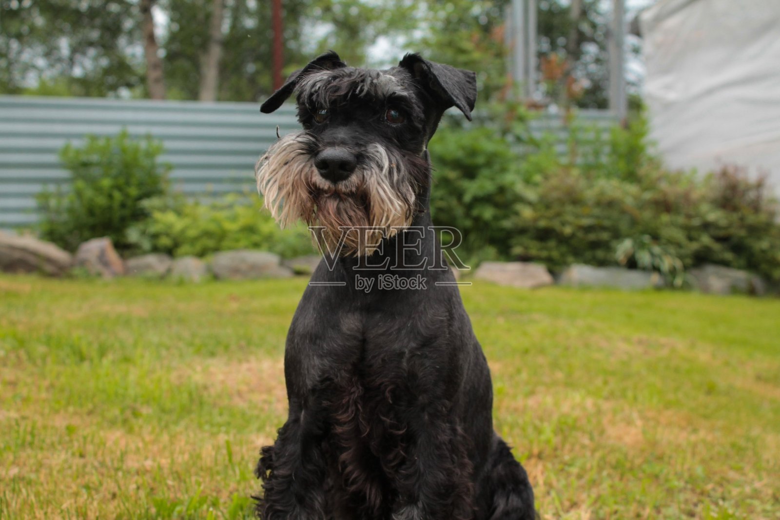 草地上的一只黑狗。迷你雪纳瑞。漂亮的狗。绿色背景。照片摄影图片