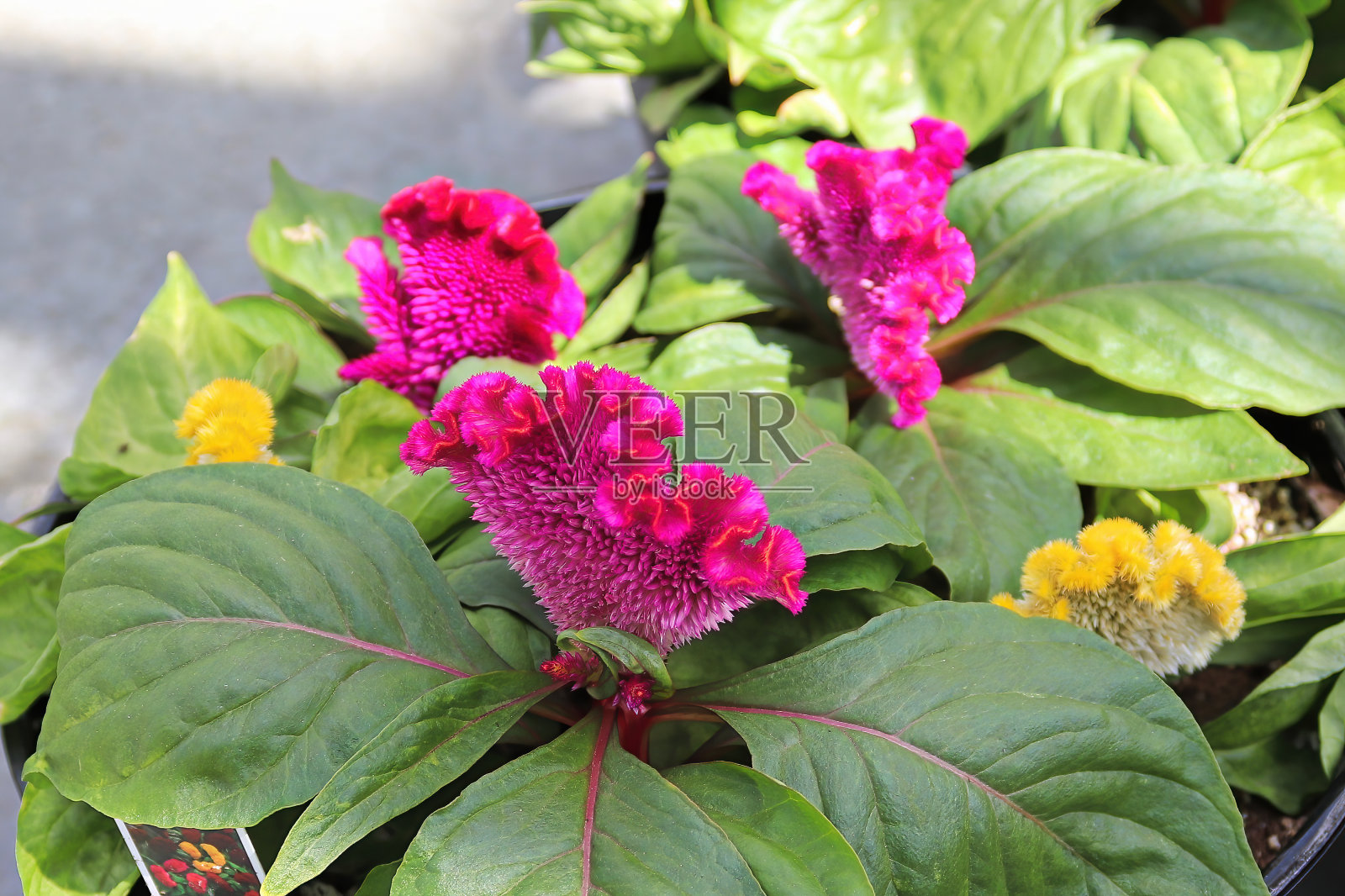 近距离观察蔚蓝色粉红色珊瑚般的花朵照片摄影图片