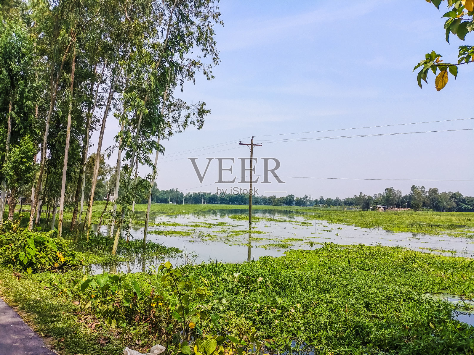 河上的电线和岸边的大树照片摄影图片