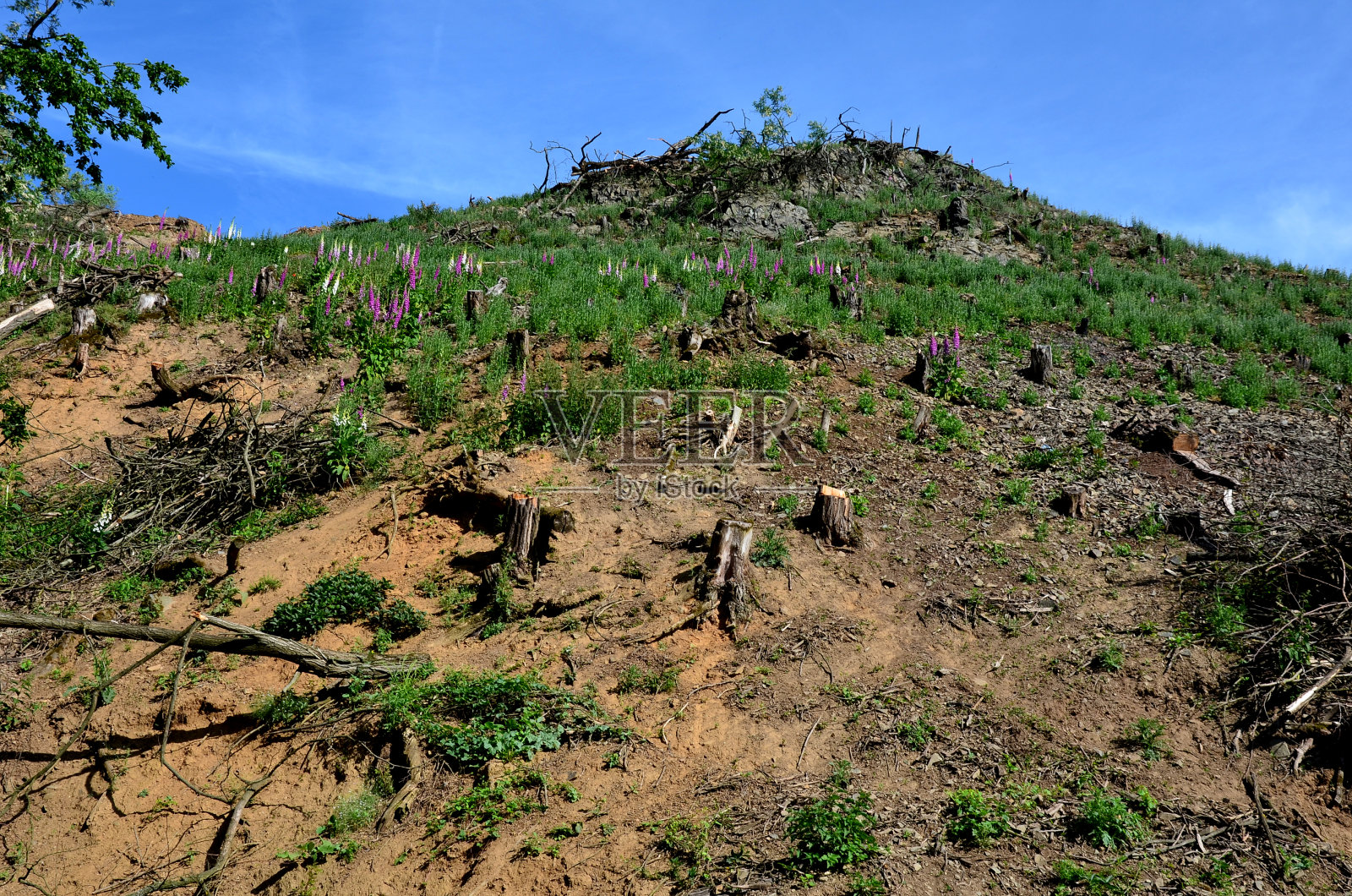 林间空地破坏森林土壤，所有的树枝和残余物都被带走了，土壤被冲下山坡，顺着侵蚀沟将毁灭厄运和土壤永远失去照片摄影图片