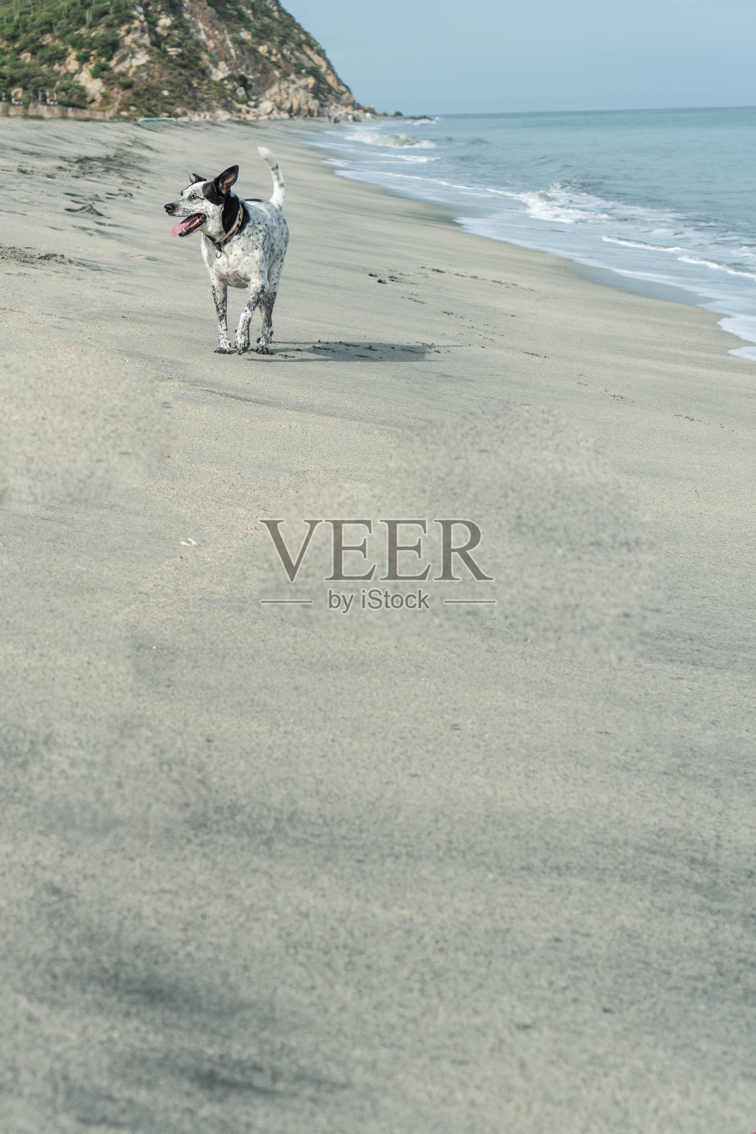 夏天的一天，狗在海滩上玩耍照片摄影图片