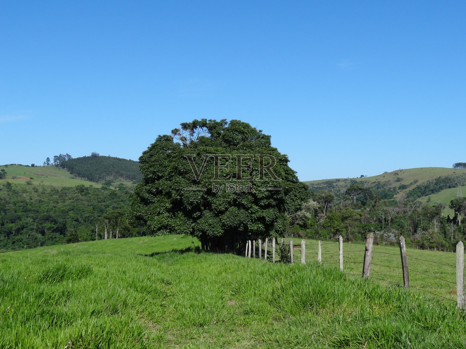 一棵孤零零的树，在一片绿色的景观中。照片摄影图片