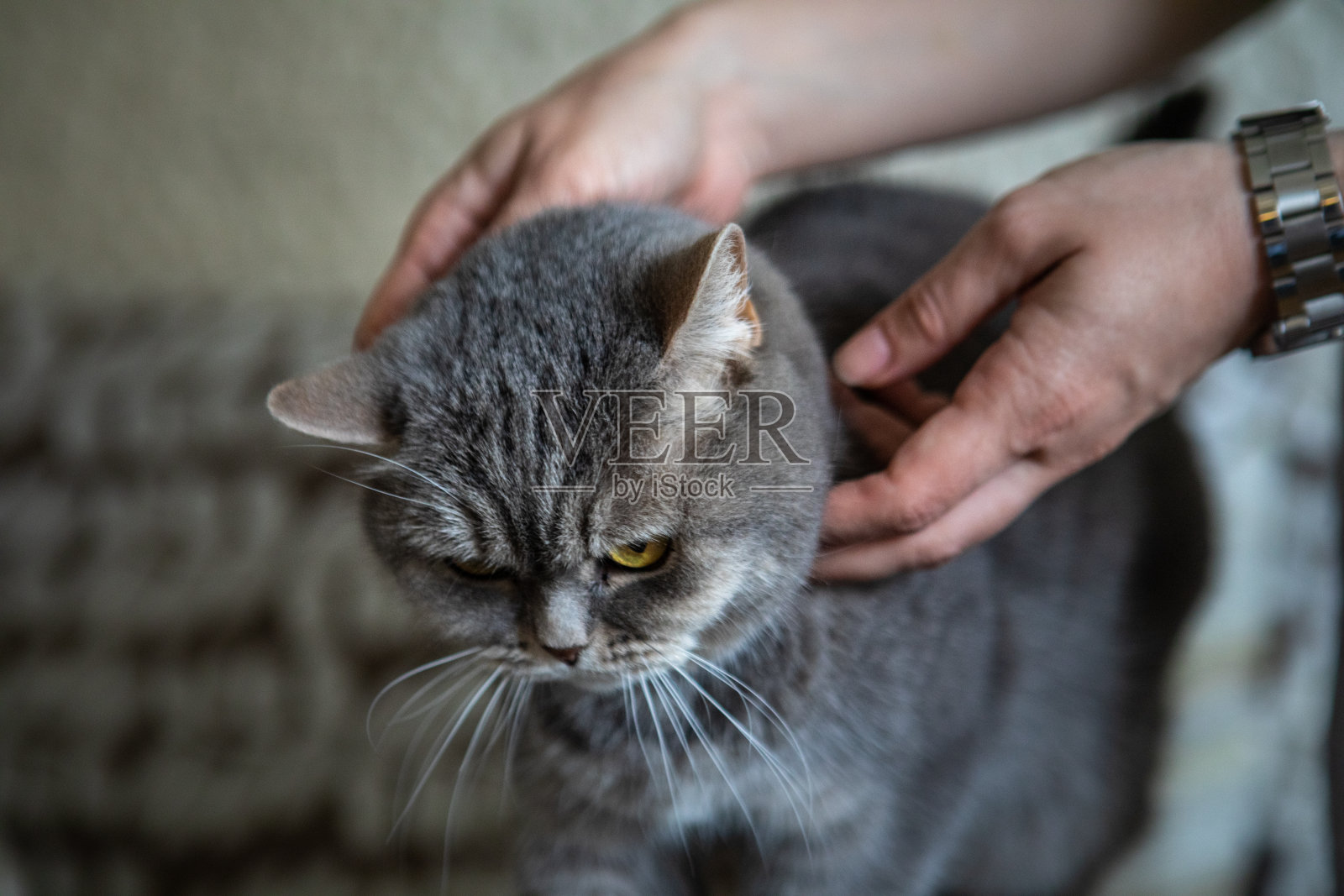 英国灰色家猫，黄色眼睛照片摄影图片