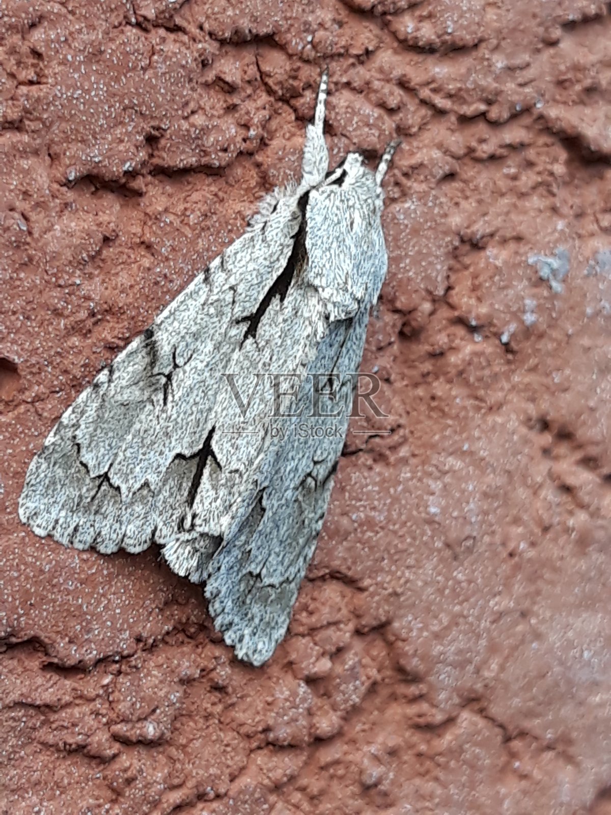 自然照片摄影图片