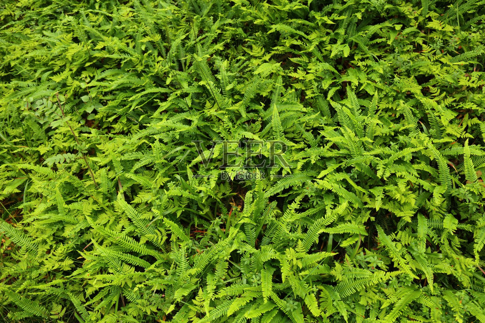 蕨类植物的自然纹理照片摄影图片