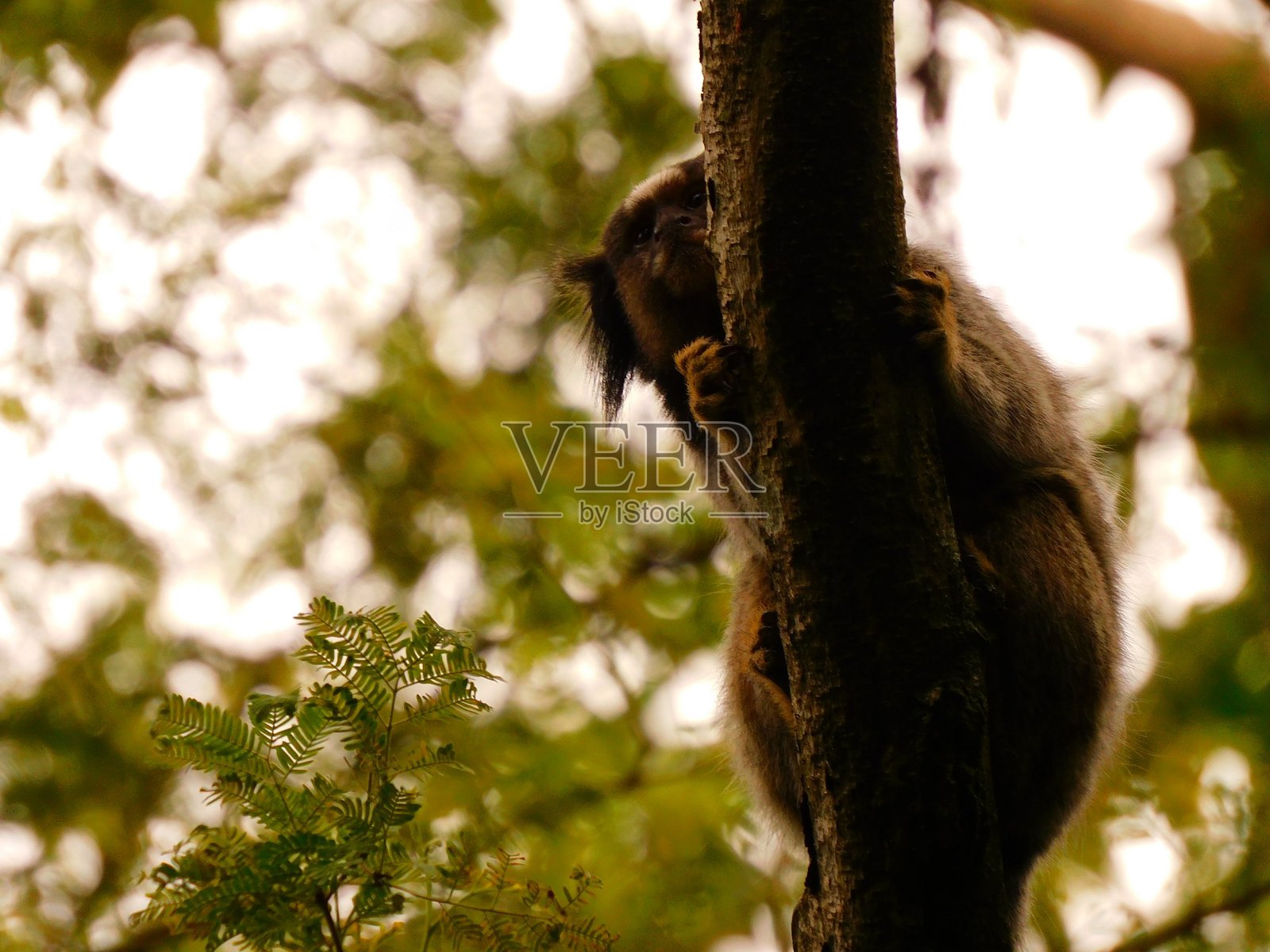 这只猴子照片摄影图片