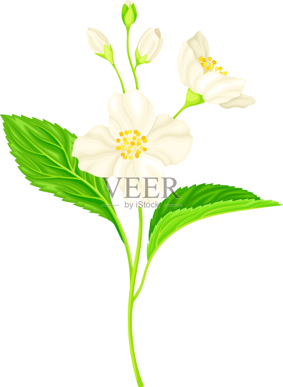 花芳香的茉莉花植物插画图片素材