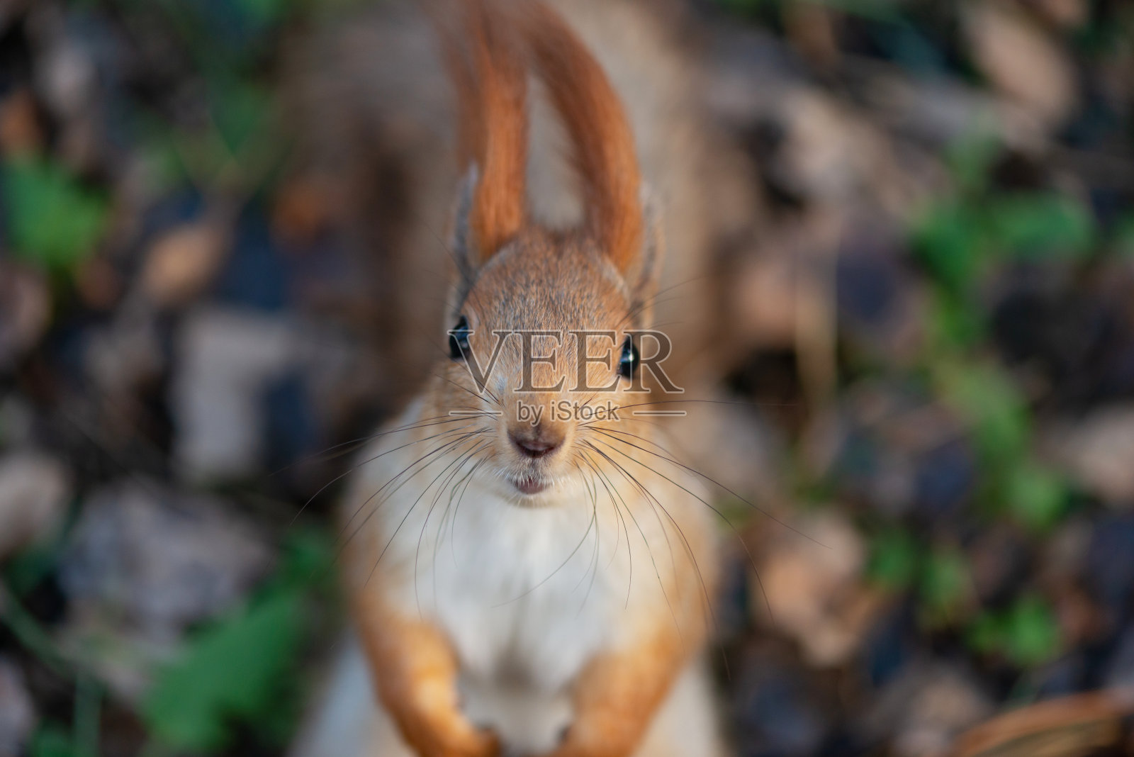 欧亚红松鼠Sciurus vulgaris特写肖像照片摄影图片