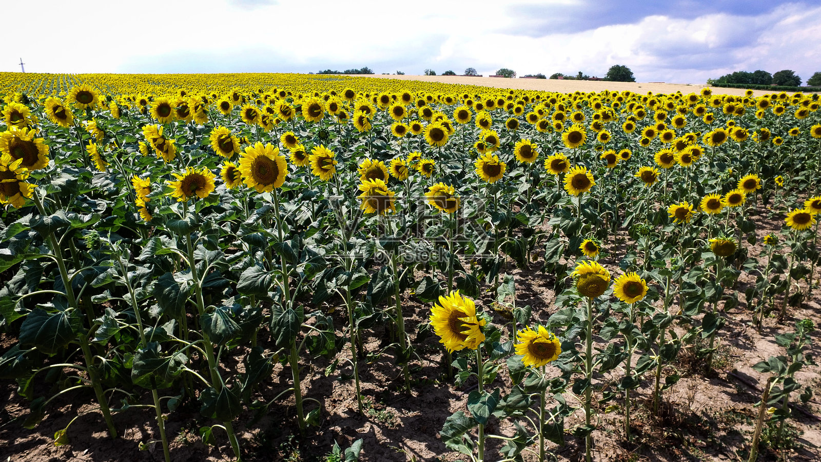 太阳的花照片摄影图片