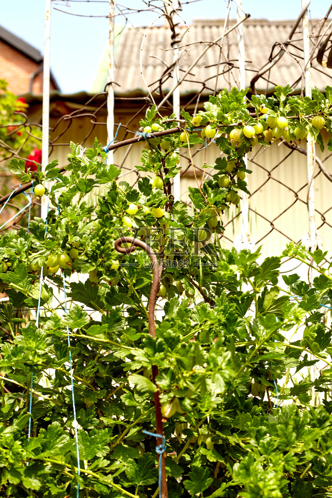 新鲜的绿色醋栗。绿色的浆果特写在醋栗的树枝上。年轻的醋栗在果园的灌木上。果园里的醋栗。带有农业用地的农场。照片摄影图片
