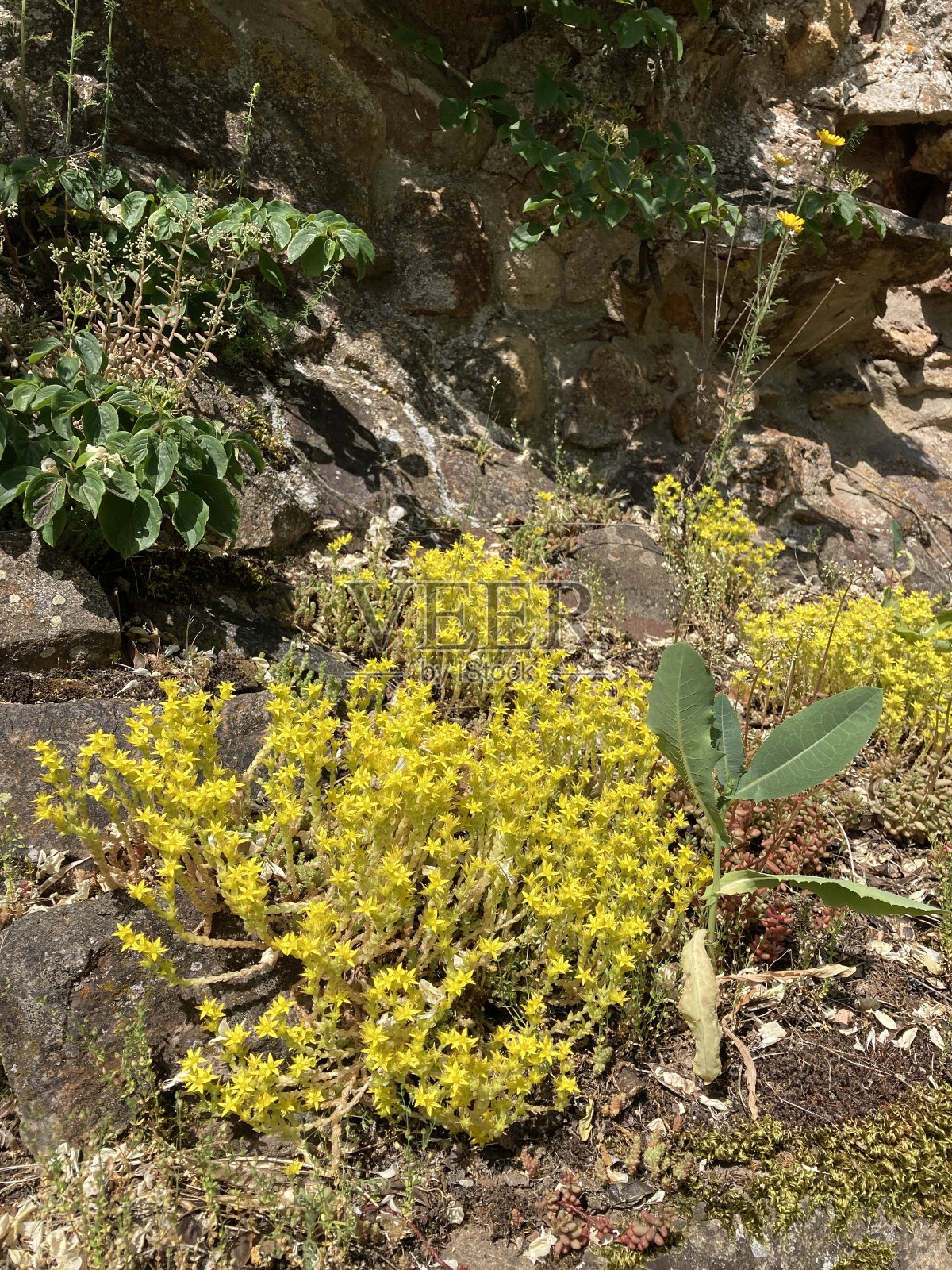 一个黄色的花照片摄影图片