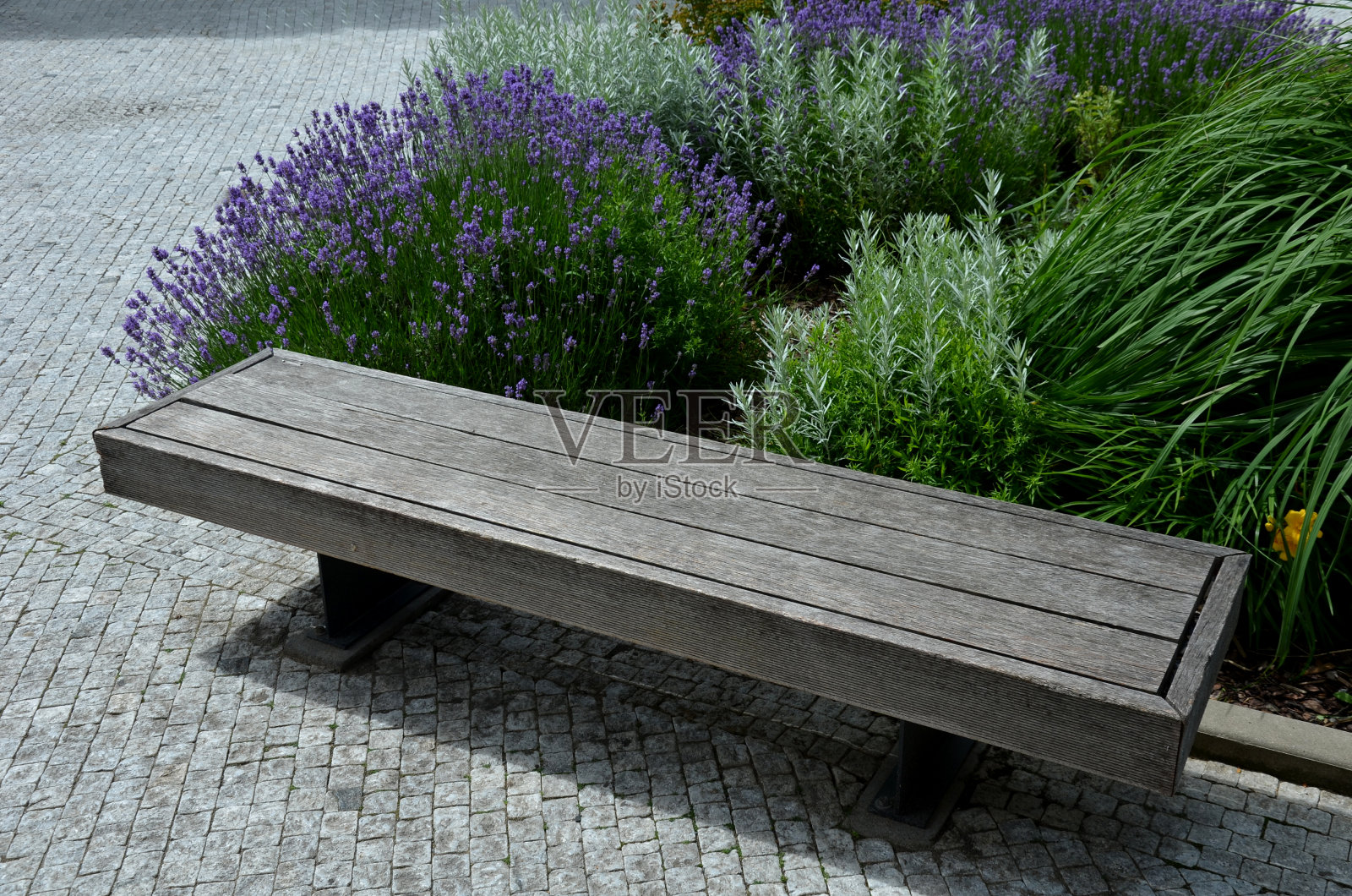 淡紫色的弹簧床看起来优雅而富有地中海风情。虽然它们不开花，但它们以灰色的叶子和椭圆形吸引。在铺着树皮的街道上，有一条木凳照片摄影图片