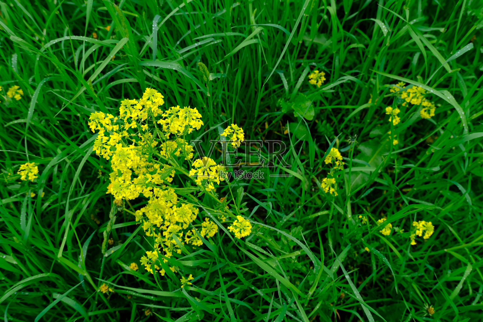 草地上黄色的花盖着绿色的花。照片摄影图片
