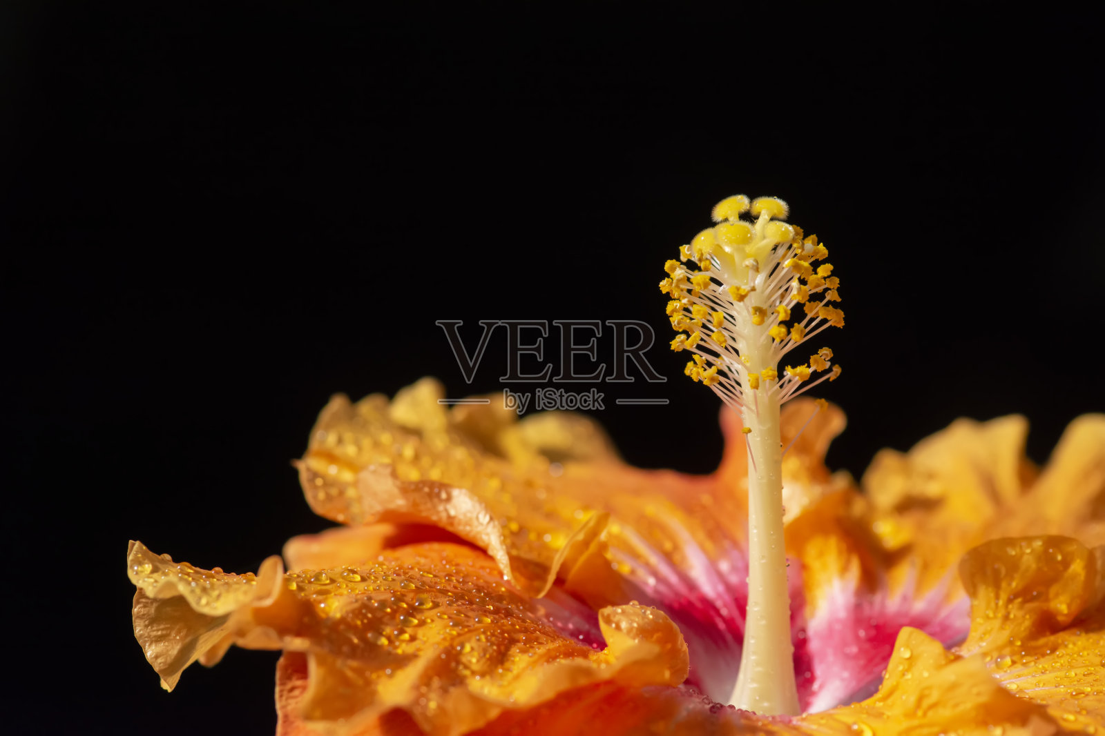 芙蓉照片摄影图片