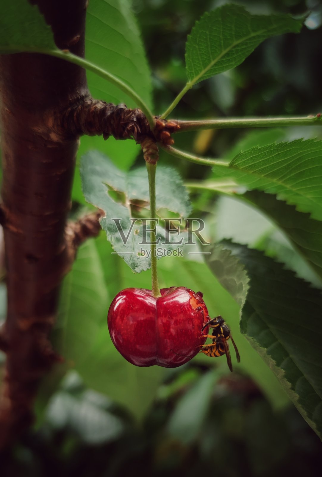 愉快的和蜜蜂照片摄影图片