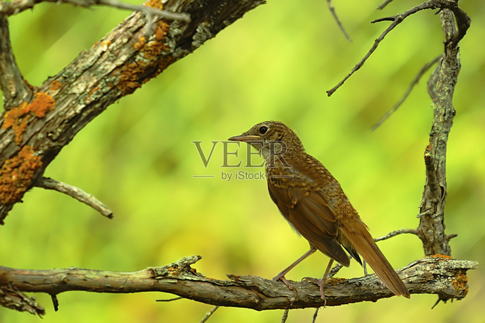 野生鸟类在它们的环境中照片摄影图片